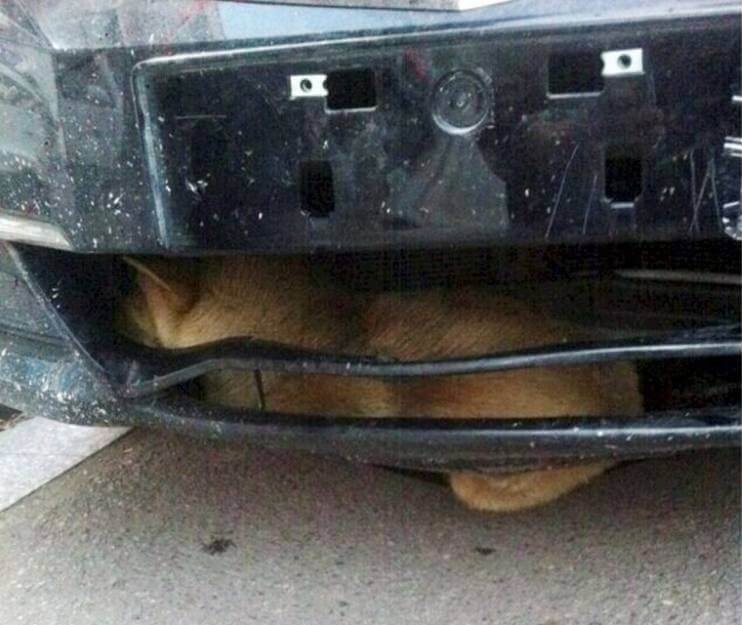 Pes vyvázl z této nehody bez vážnější újmy.