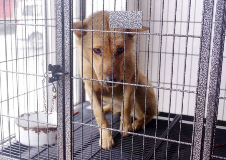 Zachráněnému poskytli nový "domov".