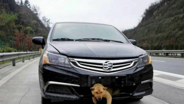 Takhle pes odpočíval po střetu v nárazníku.