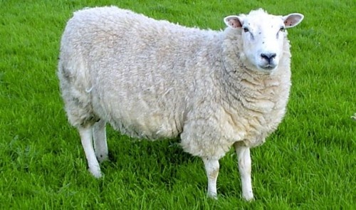 V Montaně je přísně zakázáno nechat ve voze samotnou ovci.