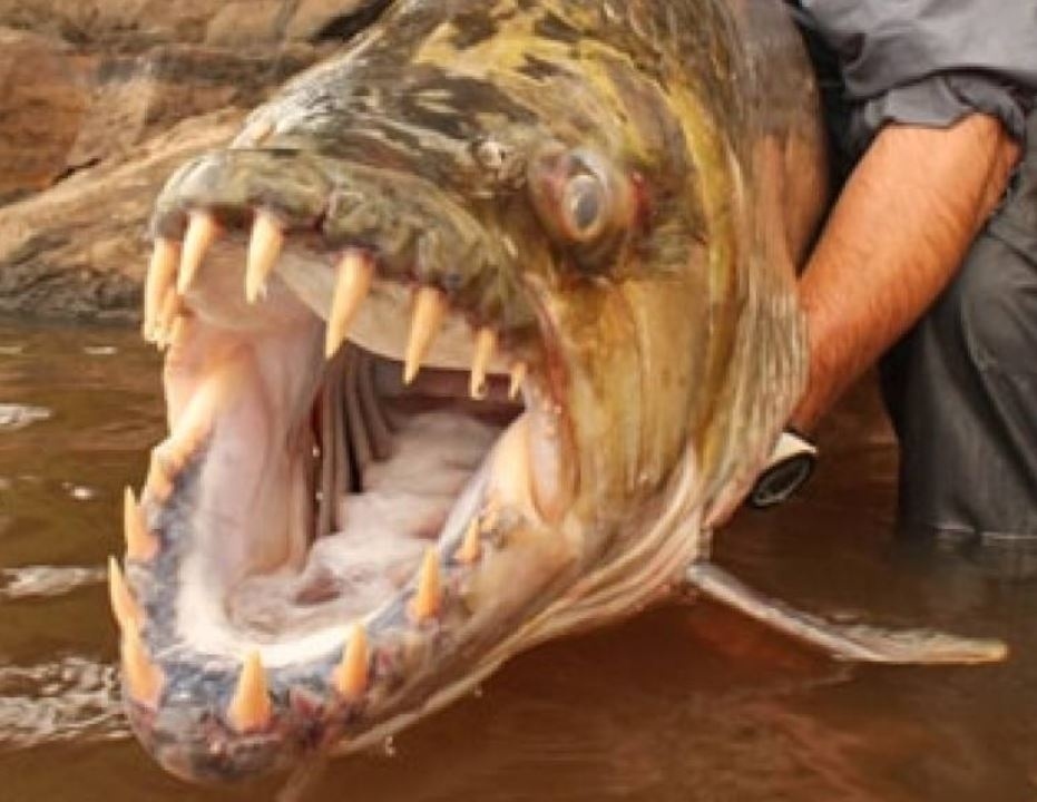 Tahle obří ryba byla vytažena z jezera, ve kterém se běžně lidi koupou. To si tak v klidu plavete, užíváte si volného dne a pak na vás něco takového vykoukne z vody ven.