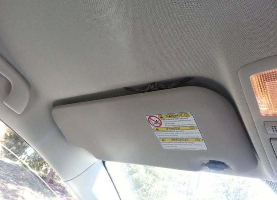 Sednete do auta, zapnete bezpečnostní pás, vyjedete, a když se podíváte nahoru, abyste stínítkem zabránili sluníčku vám kazit výhled, najednou tam na vás čeká pavouk větší než vaše ruka.