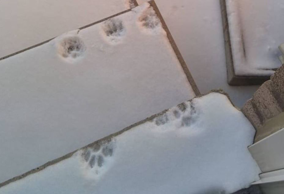 Ráno po prosněžené noci je nádherné a ještě dokonalejší je, když můžete vyjít v županu ven na verandu s hrnkem horké čokolády. Jenže dokonalý dojem mohou zkazit stopy nějakého zvířete ve sněhu, které vedou jen k vašemu domu, ale už ne zpátky.