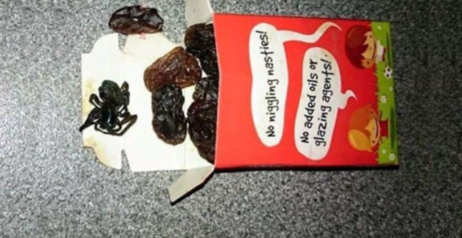 Spousta z nás si ke svačince dopřává sušené ovoce, ovšem i tady na vás může číhat nebezpečí v podobě dokonale maskovaného pavouka.