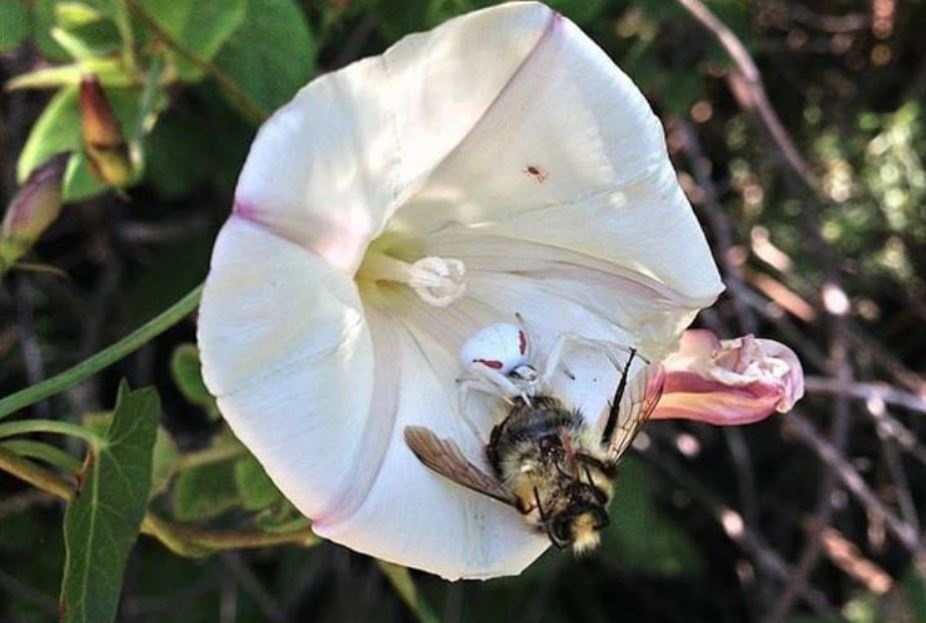 Jistě nám dáte za pravdu, že není nic krásnějšího, než když se procházíte mezi rozkvetlými květinami. K jedné z nich se nahnete a chcete přičichnout, jenže najednou uvidíte, jak místo včelky na vás číhá odporný pavouk.