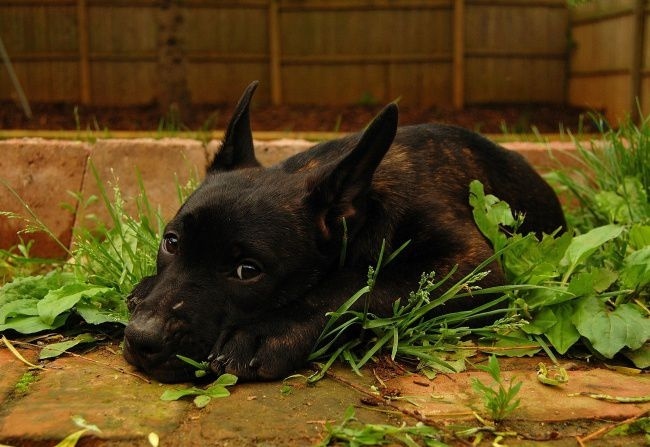 Dávejte těm, kteří potřebují vaši pomoc. Třeba začněte tím, že něco darujete do útulku. 