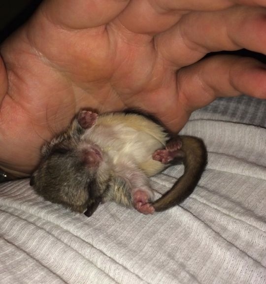 Tak malinké a nemotorné