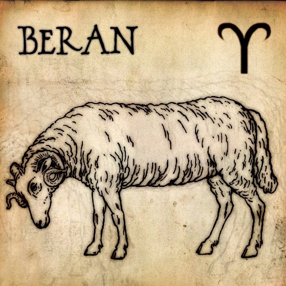 Průměrná délka: 15 cm