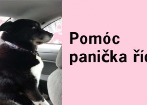 Diví se i pes, co ta ženská za volantem vyvádí!