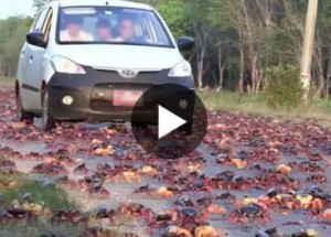 Přes silnici se vydaly miliony krabů. To, co se stalo potom, mě totálně naštvalo!