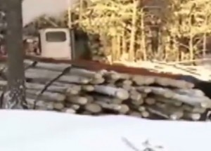 Nezvládl náročnou cestu s obrovskými stromy.