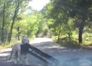 Ve volné přírodě potkali tygra. Podívejte, co udělat s jejich autem!
