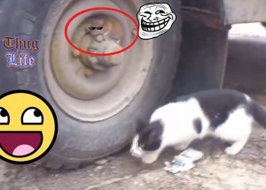 Hraje si myška s kočkou