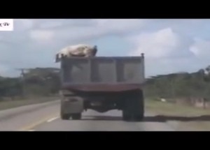 Prasátko udělalo všechno proto, aby se dostalo na svobodu