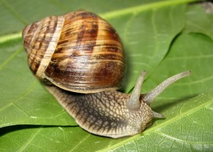 Převlékl se za šneka a zablokoval dopravu. Jaká by byla vaše reakce?