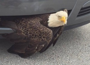 Američan srazil orla. Ten přežil zaklíněný v nárazníku.