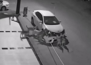 Smečka zatoulaných psů si vyhlídla Toyotu. Tohle nechcete, aby se stalo vašemu autu!