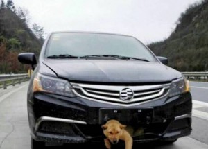 Muž ujel stovky kilometrů, než si všiml černého pasažéra na palubě. Podívejte, co se mu přihodilo!