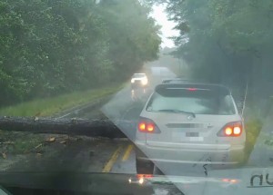 Na ženu při jízdě spadl strom. Nebýt její rychlé reakce, byla by už po smrti