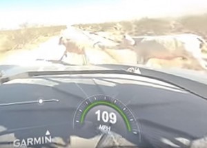 Takto to vypadá, když potká závodní truck v průběhu závodu na trati přecházející dobytek