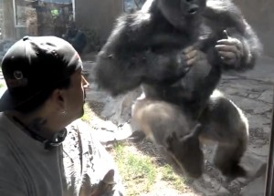 Gorila ukazuje svoji sílu před návštěvníky Zoo