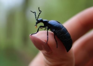 Poznáte v přírodě majku fialovou? Nevědomost vás může stát zdraví