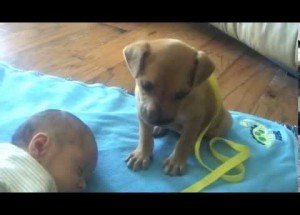 Novorozeně spalo a přišlo k němu štěně. To, co potom maminka natočila, vidělo už 54 milionů lidí!