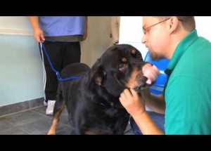 Před 8 lety mu ukradli psa. Pozorně sledujte dveře za ním, toto video už dojalo 11 milionů lidí!