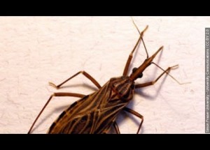 Pokud spatříte tento hmyz, okamžitě zmizte. To, co s vámi totiž udělá, je děsivé!