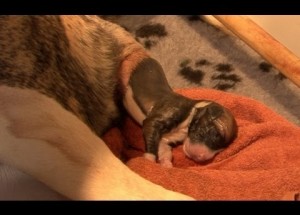 Tato fenka ukrývá ve svém břichu tajemství. Až uvidíte její první štěně, ztratíte slova!