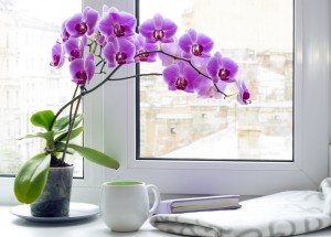 Nekvete vám orchidej? Tři stroužky česneku ji donutí opět vykvést