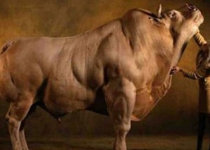 Zmutovaný druh krávy děsí internet. Co se děje?