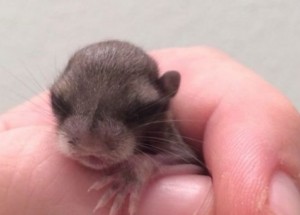 Muž zachránil mysteriózního malého tvora. Jak roste, stává se tím nejrozkošnějším mazlíčkem!