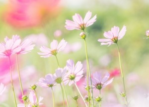 Horoskop na 17. týden (22.4. 2019 - 28.4. 2019)