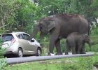 Tak dopadnete, když se vaše auto zalíbí slonům :)