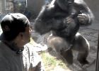 Gorila ukazuje svoji sílu před návštěvníky Zoo