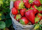 Známe nejlepší přírodní hnojivo na jahody: Vsaďte na kopřivy, chemie proti nim nemá šanci
