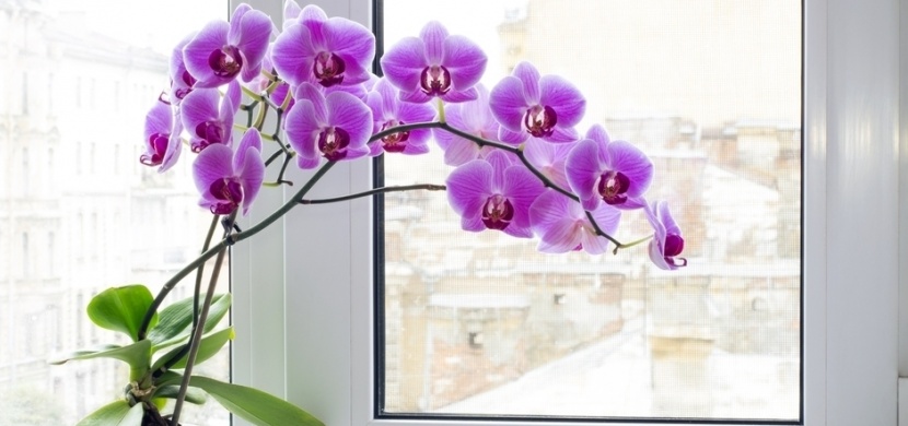 Nekvete vám orchidej? Tři stroužky česneku ji donutí opět vykvést